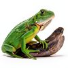 Reptile Mister System, External Timer & 360° Adjustable Nozzle, Humidifier for Reptiles, Amphibians, Rainforest Plants and Aquariums-6