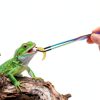 Stainless Steel Reptile Feeding Tweezers QianXi 10.6" Curved Set-2