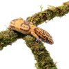 Leopard Gecko Climbing Toy by Jinymral, Adjustable Terrarium Decor-2