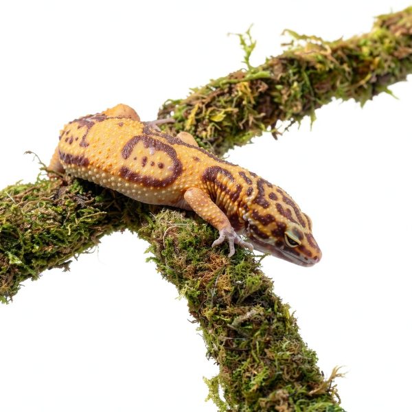Leopard Gecko Climbing Toy by Jinymral, Adjustable Terrarium Decor-2