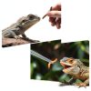 Syn-zer 2PCS Stainless Steel Reptile Feeding Tongs for Snakes Lizards-4