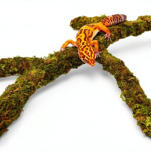 Leopard Gecko Climbing Toy by Jinymral, Adjustable Terrarium Decor-0