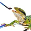 Stainless Steel Reptile Feeding Tongs sonluk 10.62" Colorful Set Bowl-4