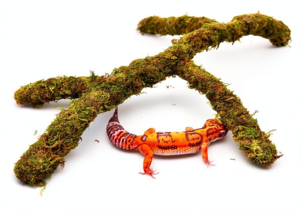 Leopard Gecko Climbing Toy by Jinymral, Adjustable Terrarium Decor-4